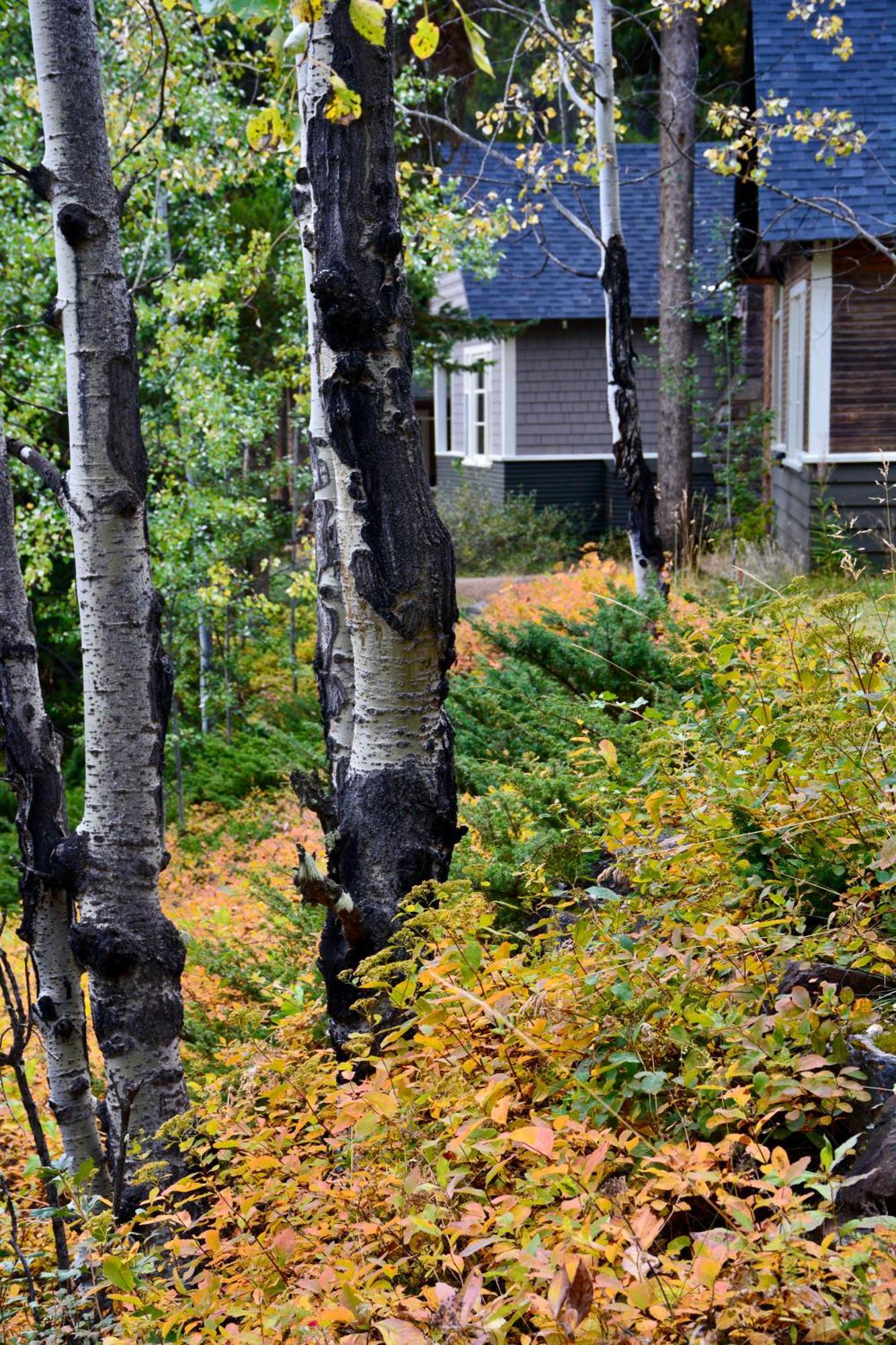 קאסל ג'אנקשן Johnston Canyon Lodge & Bungalows מראה חיצוני תמונה